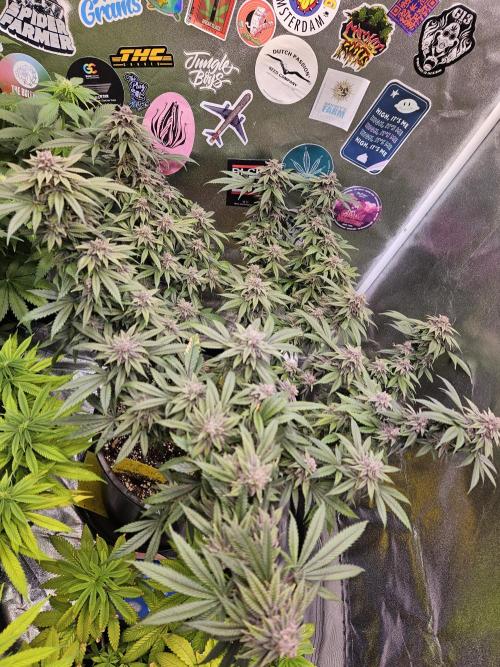 Lemon Shining Silver Haze 2. Run. Week 17