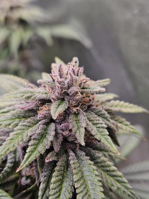 Lemon Shining Silver Haze 2. Run. Week 17