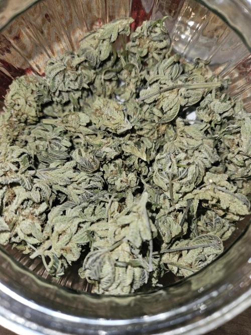 White Runtz. Week 16