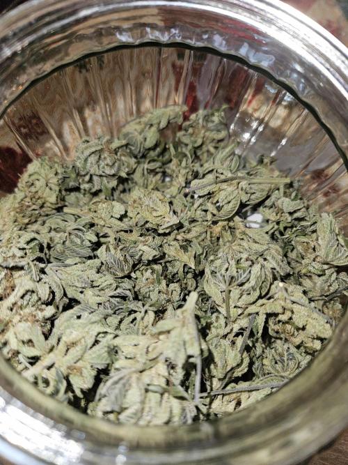 White Runtz. Week 16