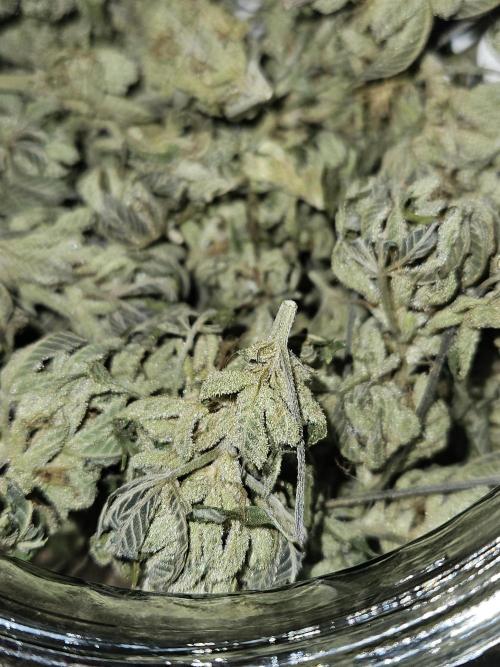 White Runtz. Week 16