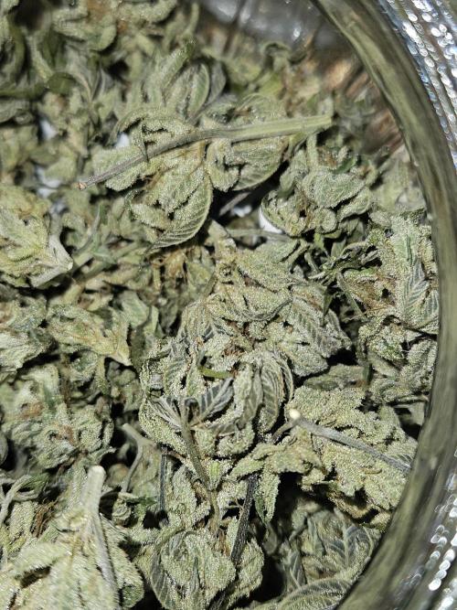 White Runtz. Week 16