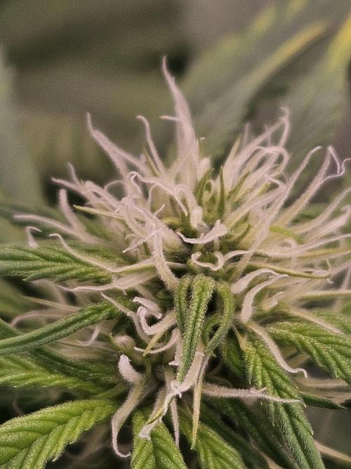 White Widow Auto. Week 7