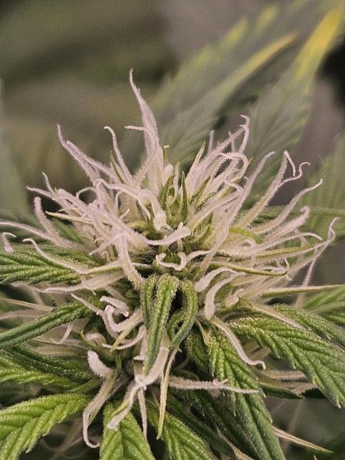 White Widow Auto. Week 7