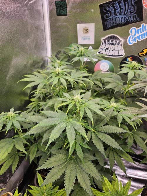 White Widow Auto. Week 7