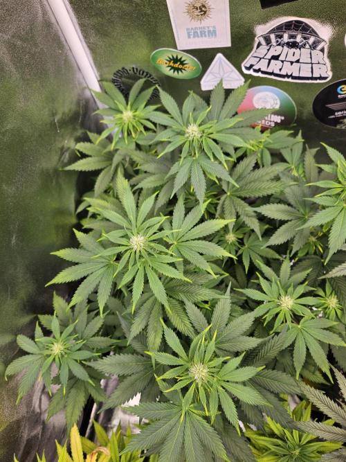 White Widow Auto. Week 7