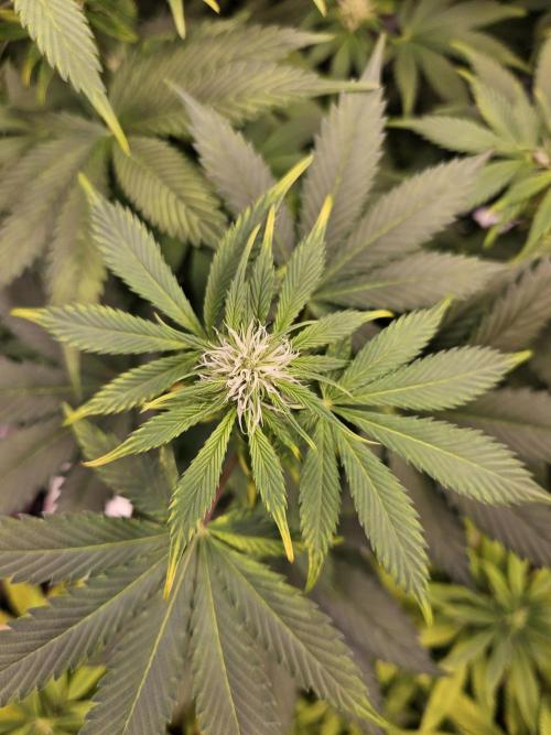 White Widow Auto. Week 7