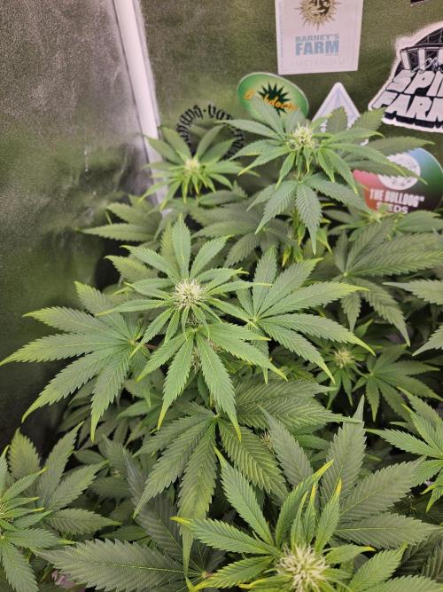 White Widow Auto. Week 7