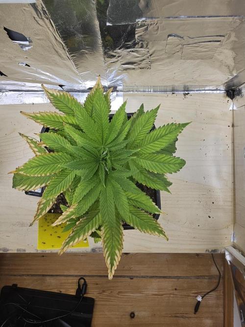 Cherry Limeade 2.. Week 5