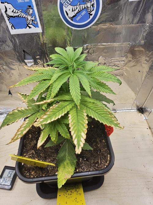 Cherry Limeade 2.. Week 5