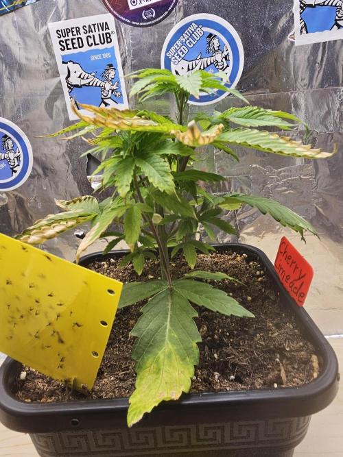 Cherry Limeade 2.. Week 5