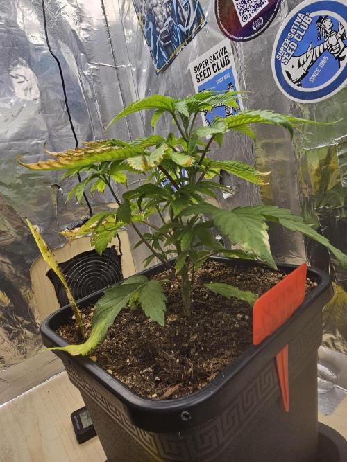 Cherry Limeade 2.. Week 5