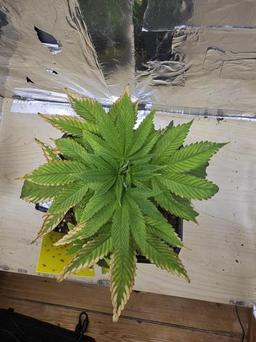 Cherry Limeade 2.. Week 5