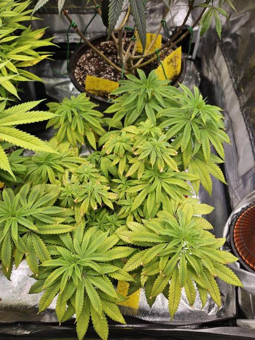 Cherry Limeade. Week 10