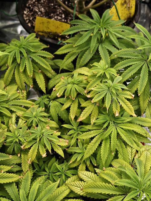 Cherry Limeade. Week 10