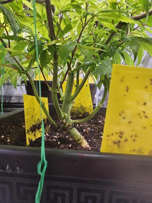 Cherry Limeade. Week 10