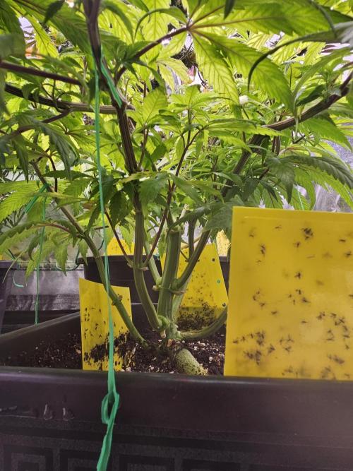 Cherry Limeade. Week 10