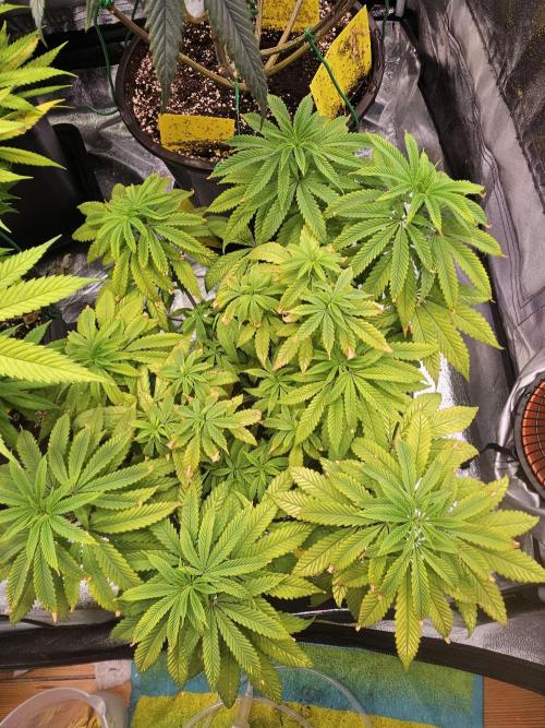 Cherry Limeade. Week 10