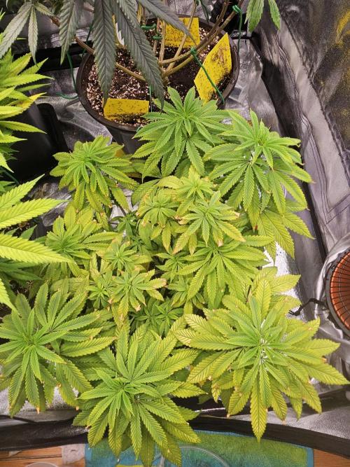 Cherry Limeade. Week 10