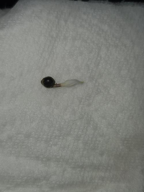 #SSSC Test A005 Auto. Week 0