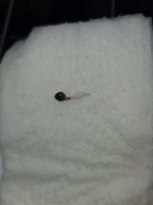 #SSSC Test A005 Auto. Week 0