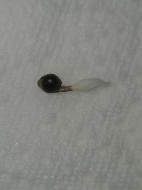 #SSSC Test A005 Auto. Week 0