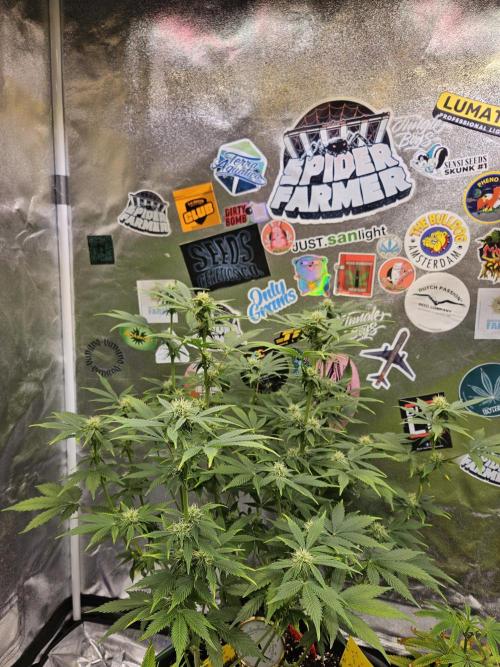 White Widow Auto. Week 8