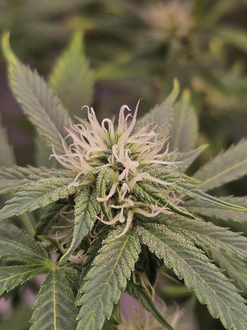 White Widow Auto. Week 8