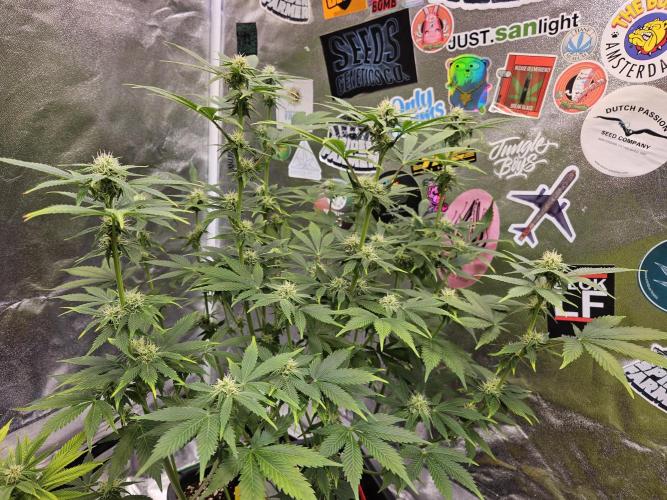 White Widow Auto. Week 8