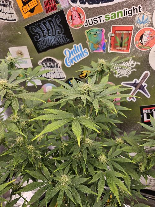 White Widow Auto. Week 8