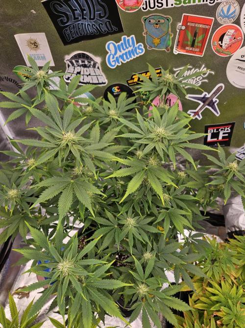 White Widow Auto. Week 8