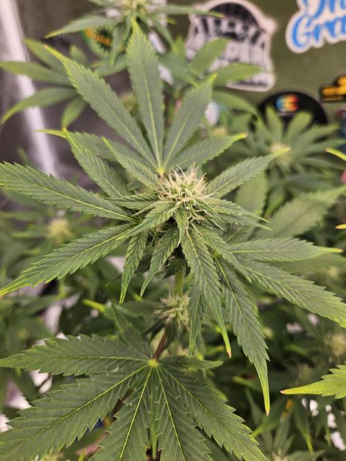 White Widow Auto. Week 8