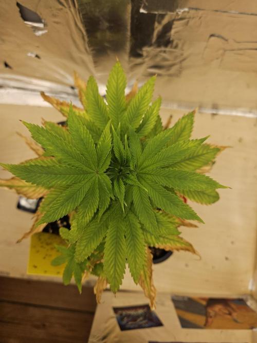 Cherry Limeade 2.. Week 6