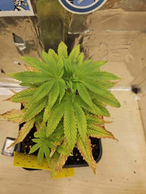 Cherry Limeade 2.. Week 6