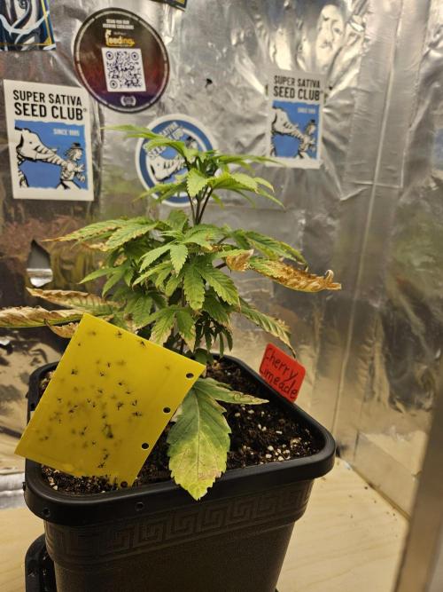 Cherry Limeade 2.. Week 6