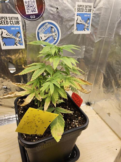 Cherry Limeade 2.. Week 6