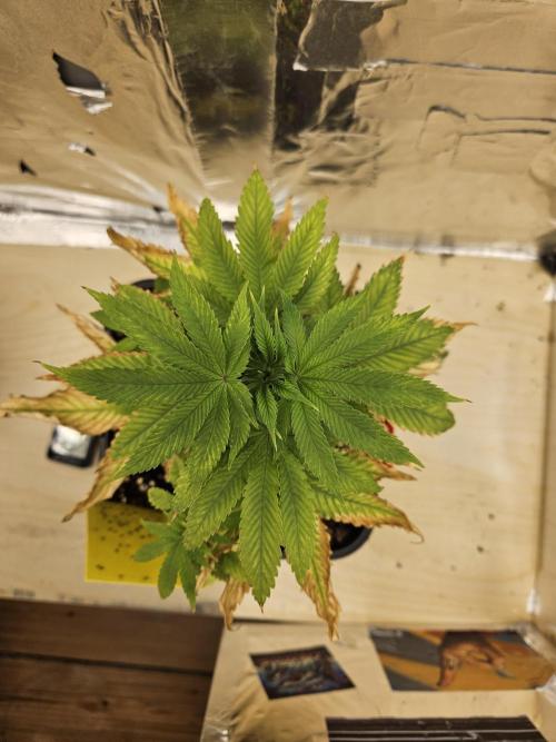 Cherry Limeade 2.. Week 6