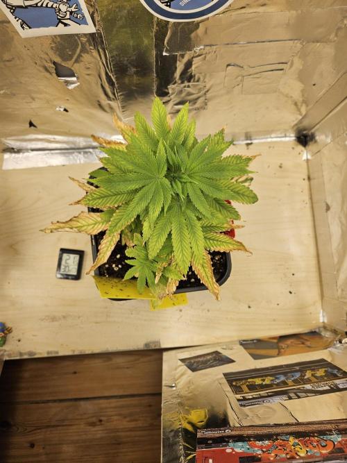 Cherry Limeade 2.. Week 6