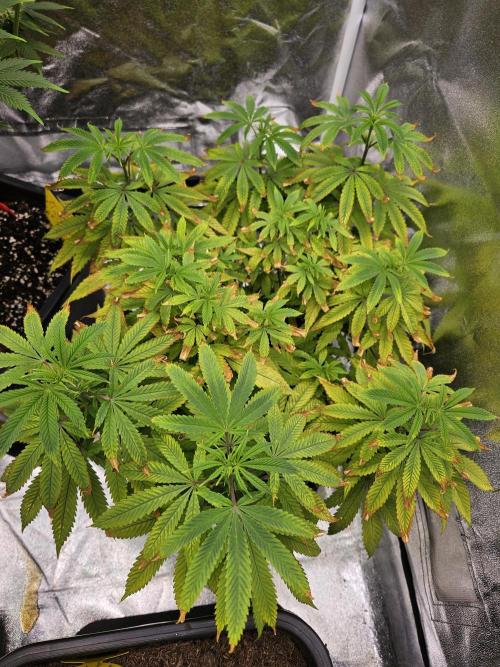 Cherry Limeade. Week 11