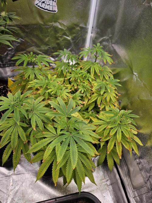 Cherry Limeade. Week 11