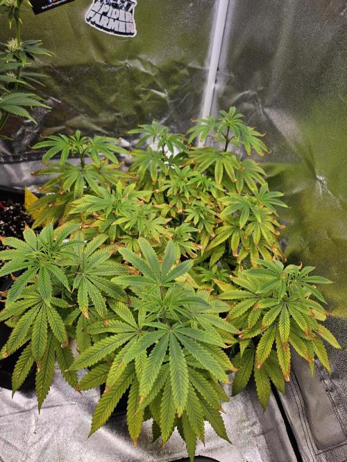 Cherry Limeade. Week 11