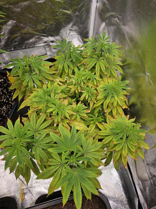 Cherry Limeade. Week 11