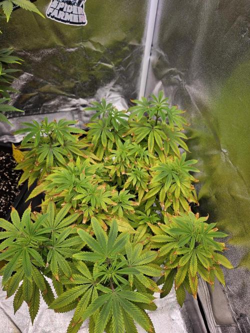 Cherry Limeade. Week 11