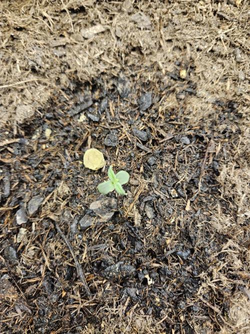 #SSSC Test A005 Auto. Week 1