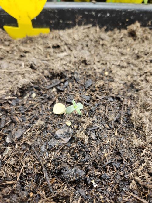 #SSSC Test A005 Auto. Week 1