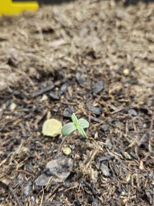 #SSSC Test A005 Auto. Week 1