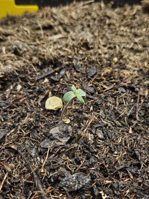 #SSSC Test A005 Auto. Week 1