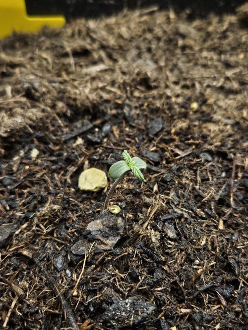 #SSSC Test A005 Auto. Week 1