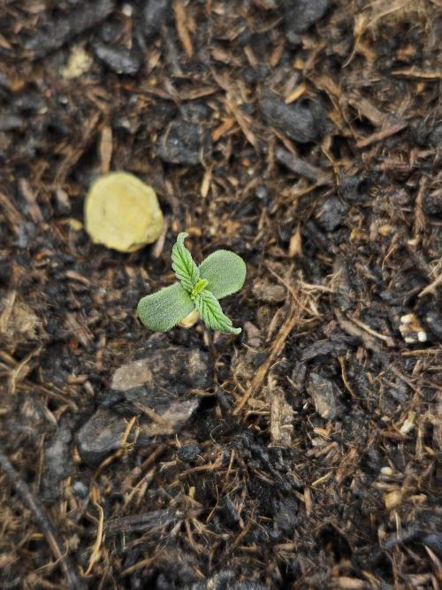 #SSSC Test A005 Auto. Week 1