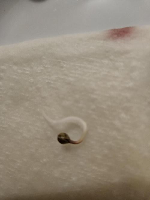 #SSSC Test 2. A005 Auto. Week 0